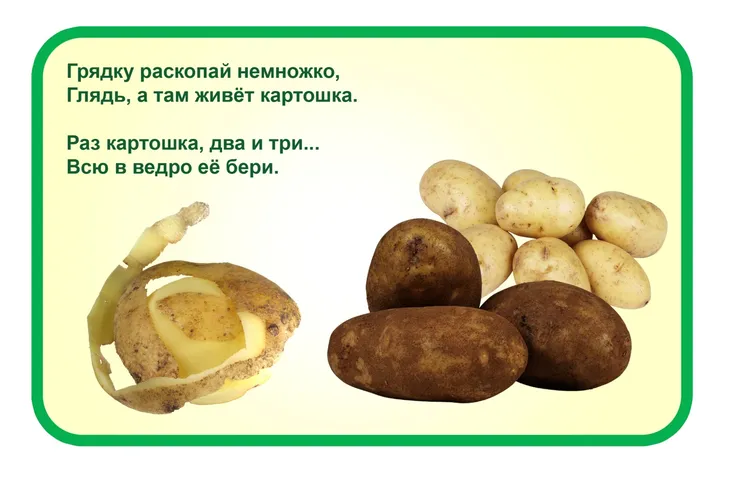 14441 27804 - Пословицы про картошку