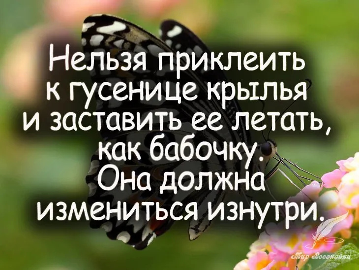 23544 55052 - Цитаты про бабочек
