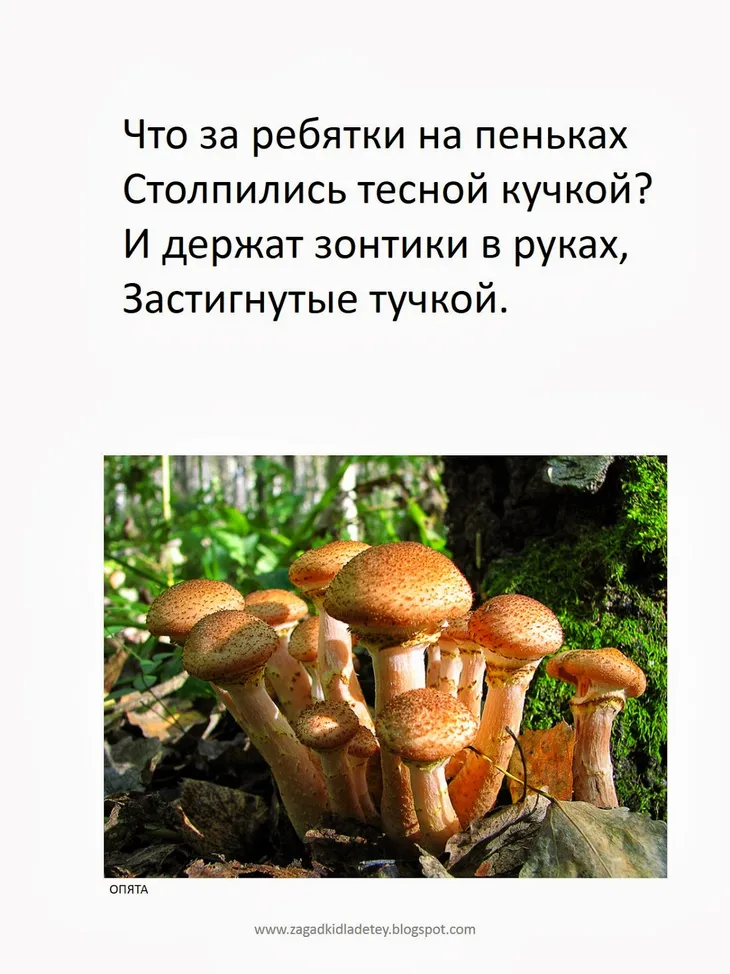 49174 80280 - Пословицы про грибы