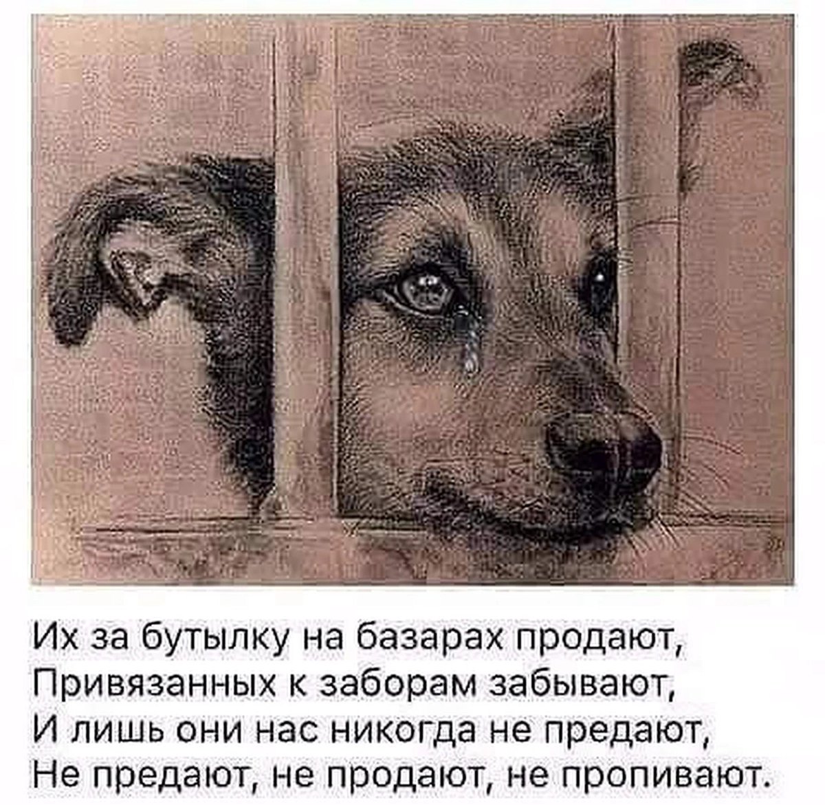 Про собак цитаты - 📝 Афоризмо.ru