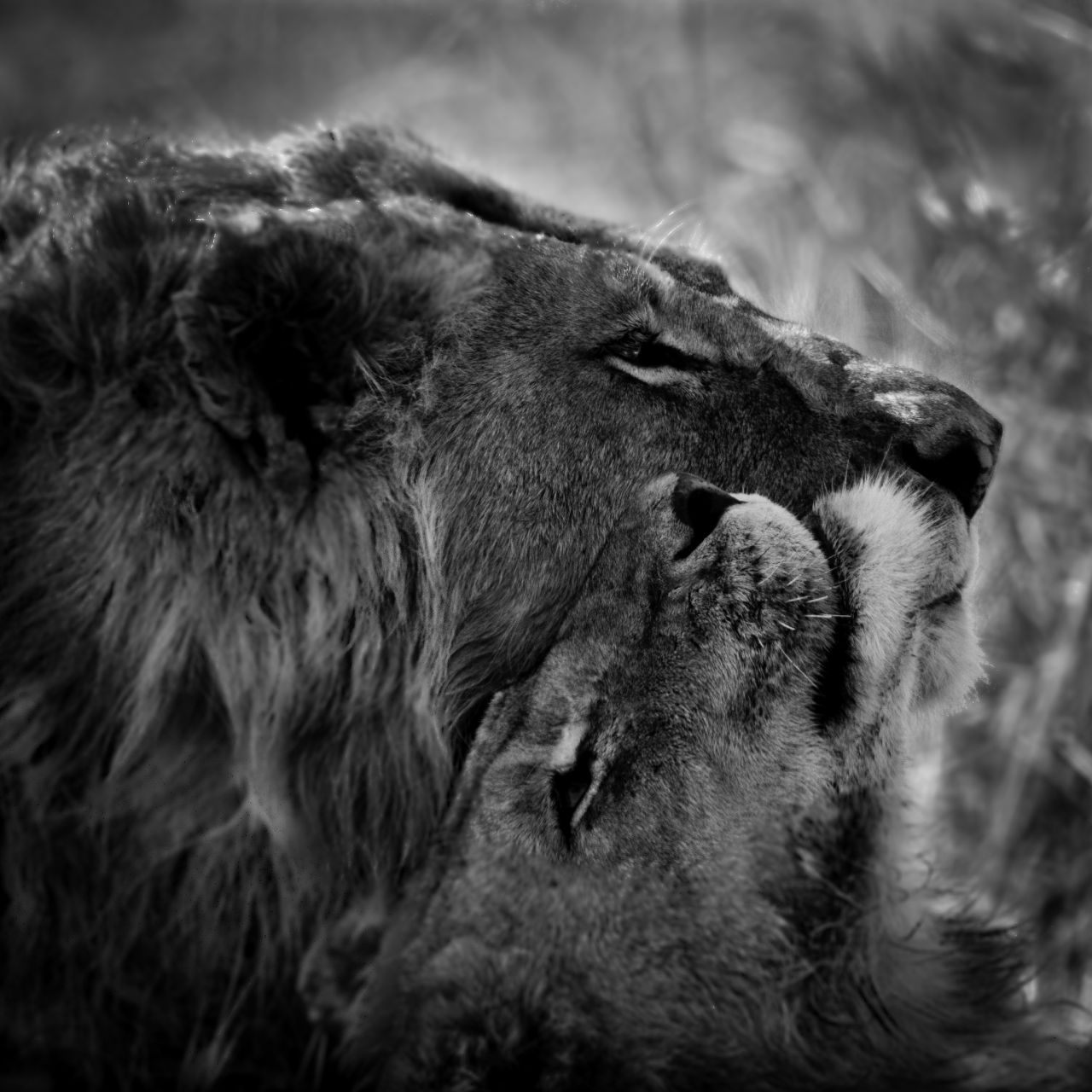 5dd097916cd11 - Статусы про льва и львицу