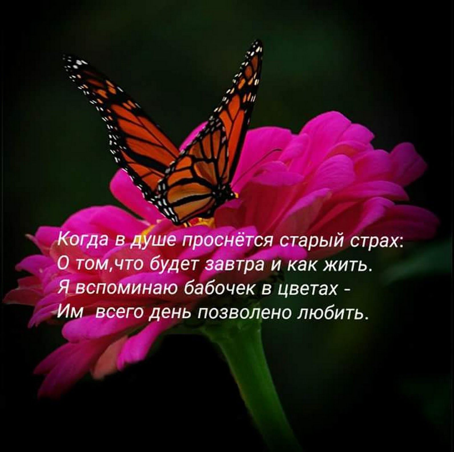 5dd0a912b5e89 - Афоризмы про бабочек