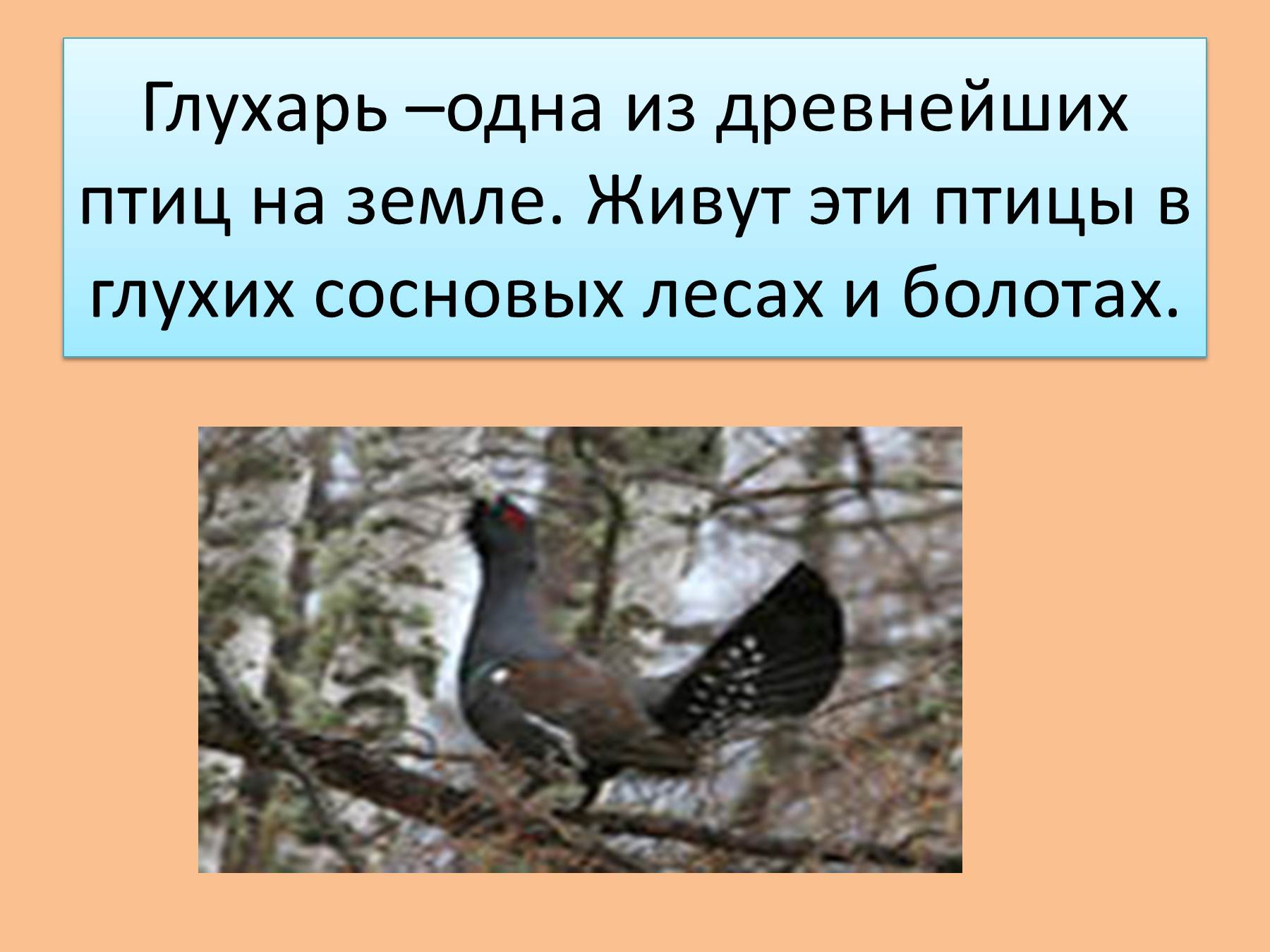 5dd0b6615a6bb - Пословицы про птиц