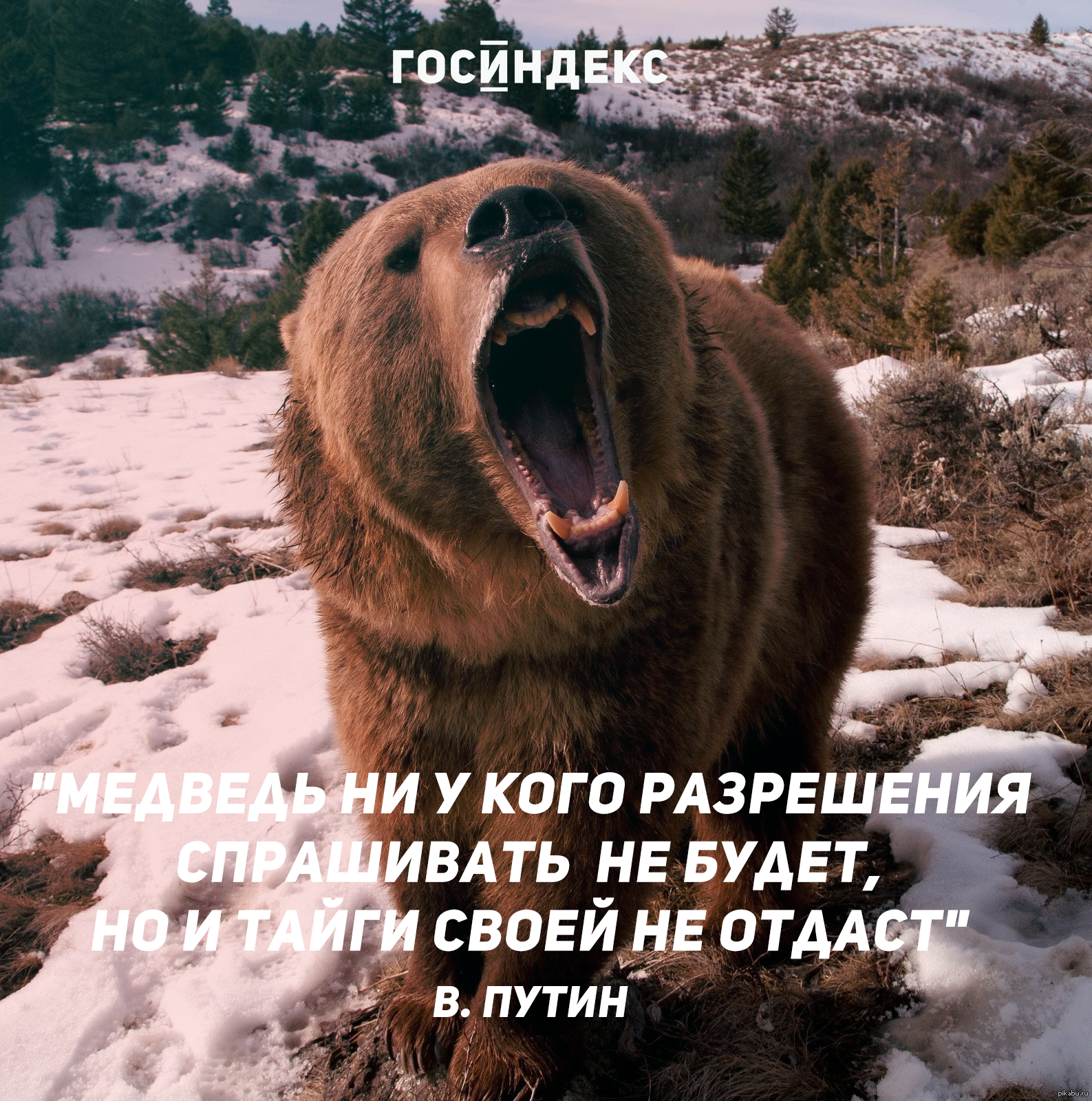 5dd0d3377687c - Пословицы про медведя